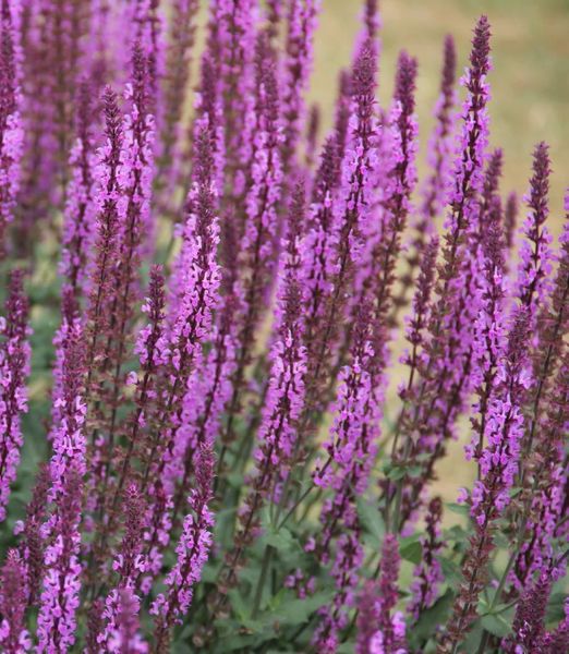 Salvia nemorosa 'Amethyst'